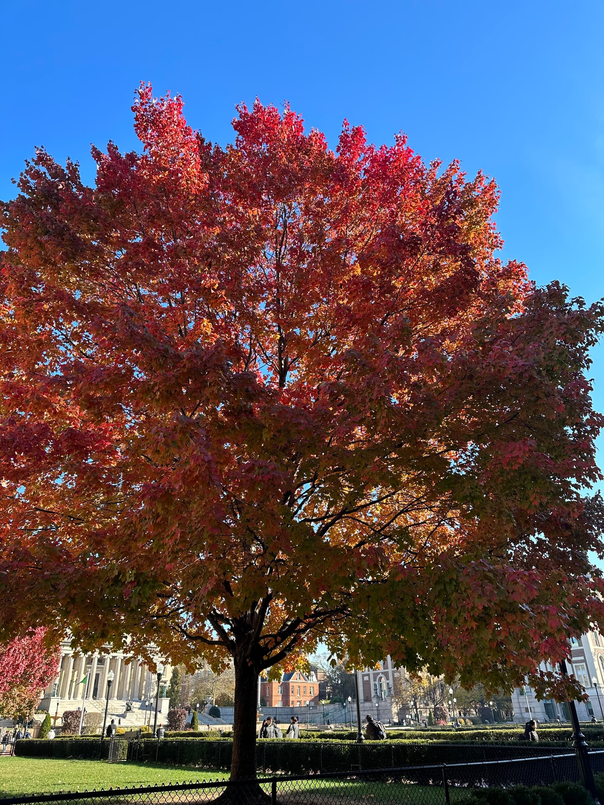 Redred Tree not BlackRed Tree