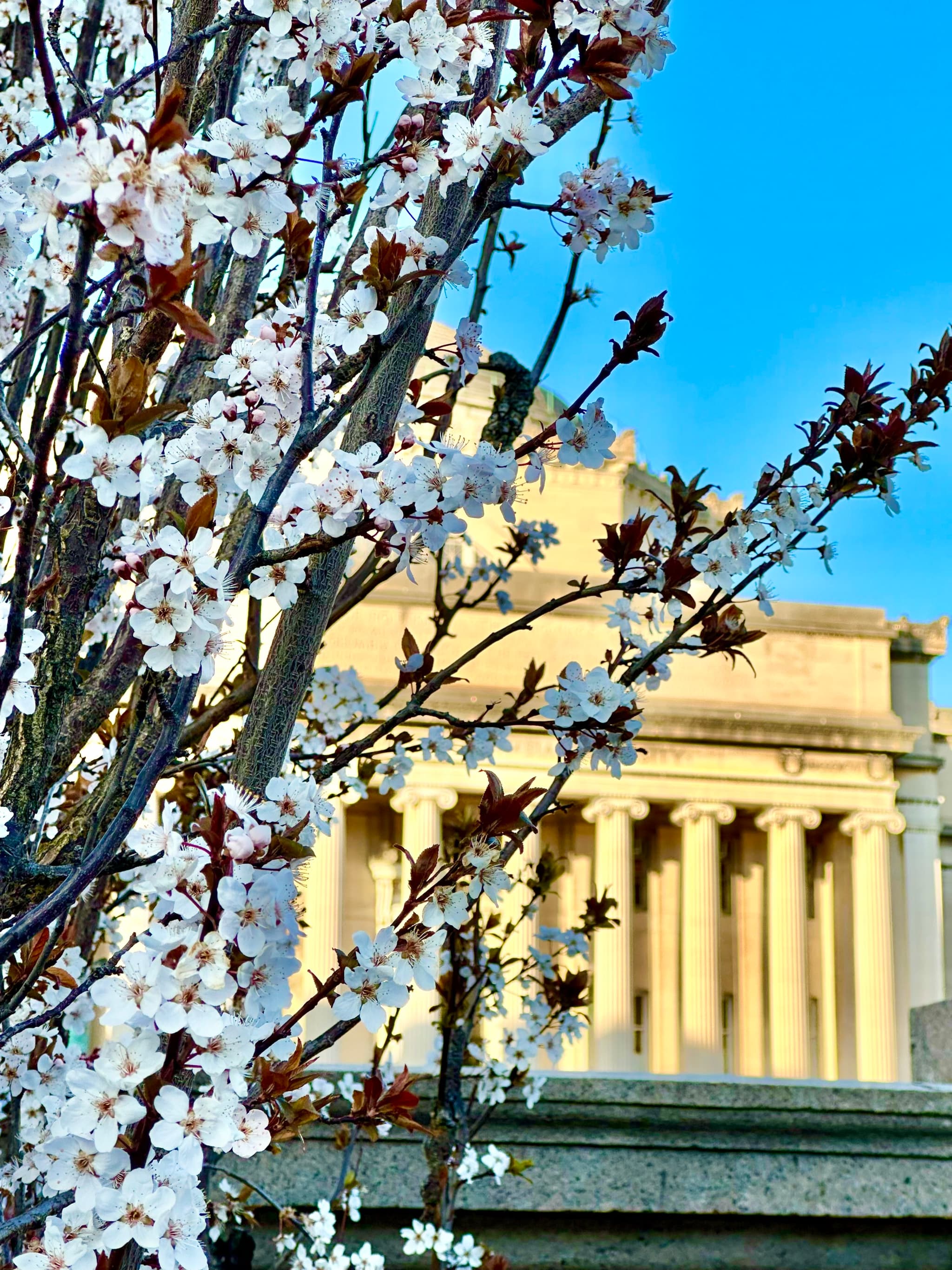 Spring at Columbia